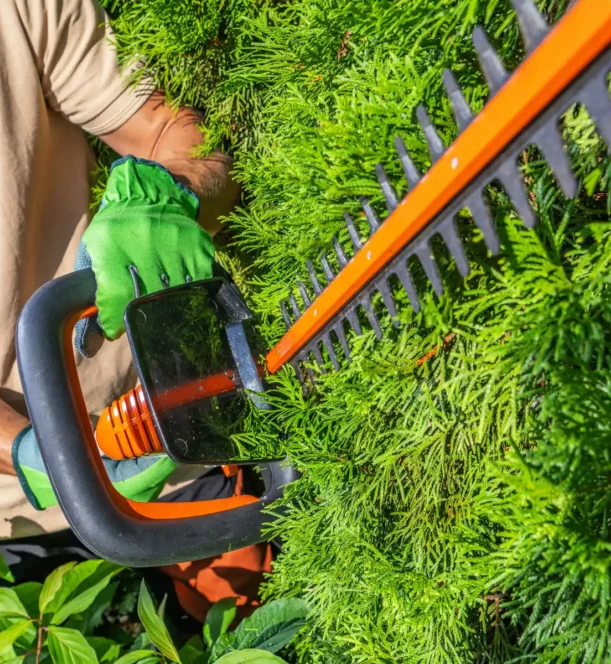 garden-worker-shaping-thuja-with-cordless-electric-hedge-trimmer